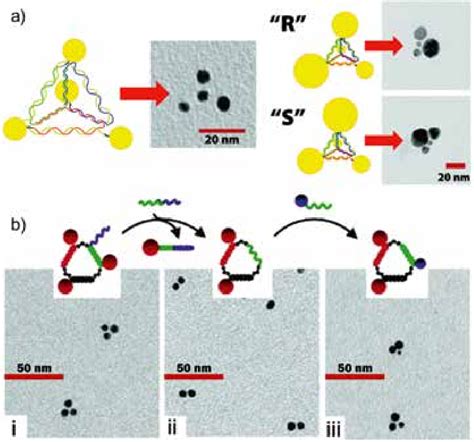 A Examples Of Superstructure Assemblies From DNA Monofunctionalized