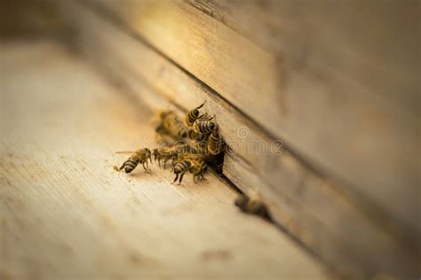 As Abelhas Voam Colmeia Beekeeping Um Enxame Das Abelhas Traz A Casa