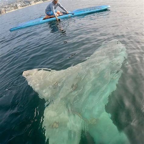 Notícias Homem encontra peixe lua gigante em praia dos EUA Portal