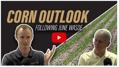 Corn Outlook Update Following Usdas June Wasde Report Knox County