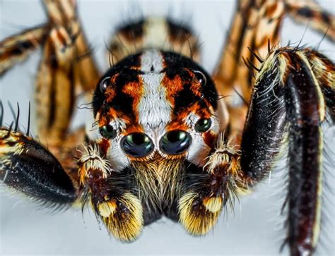 Brazilian Wandering Spider l Deadly Arachnid - Our Breathing Planet