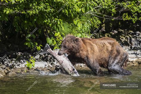 Grizzly bear fishing in river and holding fish — mammal, big - Stock ...