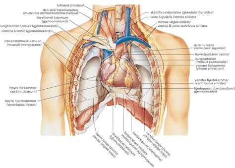 lungepulsåren Store medisinske leksikon