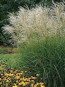 X Miscanthus Sinensis Graziella Liter Ziergras Gr Ser Stauden