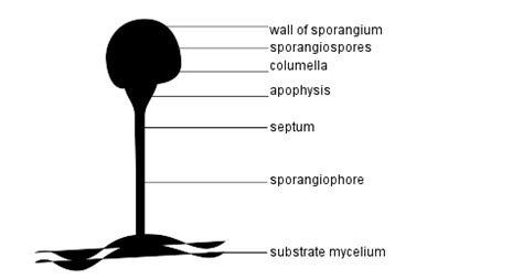 Phylum Zygomycota Life Cycle