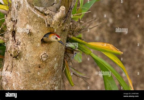 Hoffmann S Woodpecker Melanerpes Hoffmannii Male At Nesting Hole