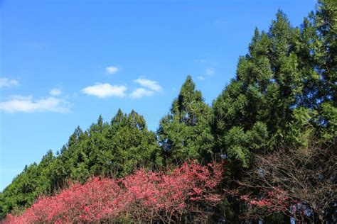 Beautiful Cherry Blossom in Taiwan Stock Image - Image of japan ...