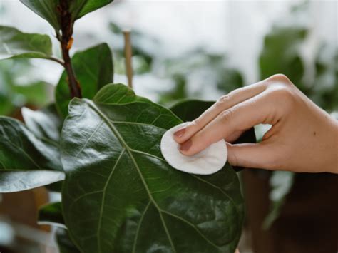 Geen Groene Vingers Zo Houd Jij Je Planten Wel Levend