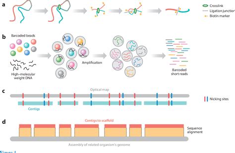 Figure From New Approaches For Genome Assembly And Scaffolding