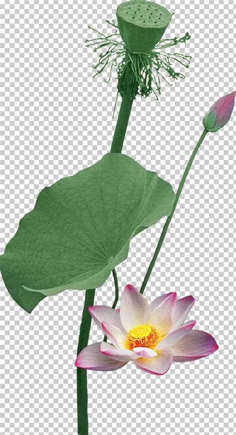 Nelumbo Nucifera Flowers And Guns Lotus Root PNG Clipart Aquatic