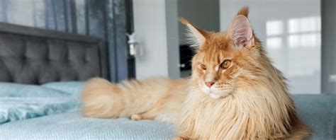 10 Large Cat Breeds With Even Bigger Personalities Four Paws