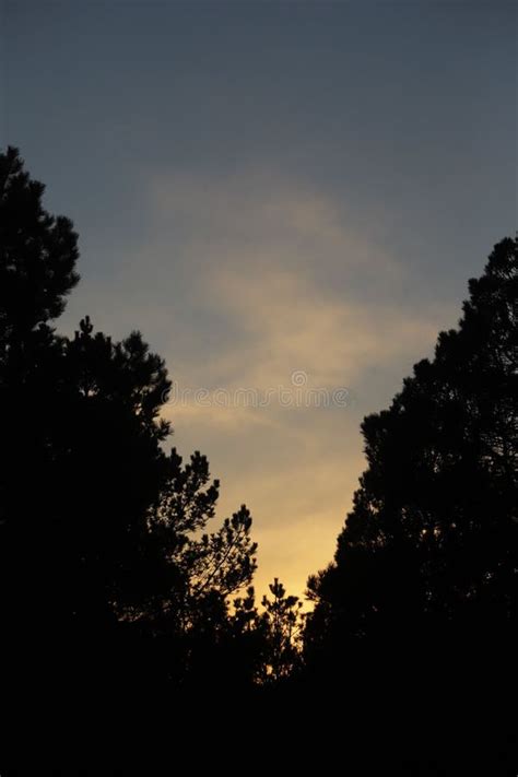 Silhouette of Trees in a Forest during the Sunset Stock Photo - Image of silhouette, rays: 265540108