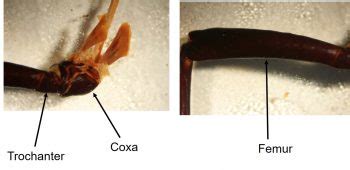 Insect Anatomy The Thorax UNBC BIOL 322 Entomology