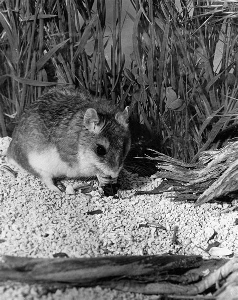 Grasshopper Mouse Natural Atlas