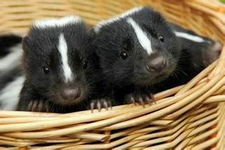 Reproduction - The Striped Skunk Resource