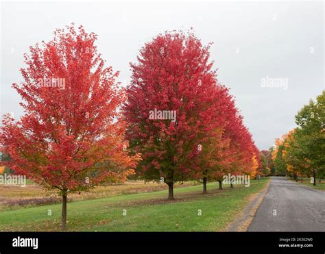 A Line Of Red Maple Trees In The Fall Season Stock Photo Alamy