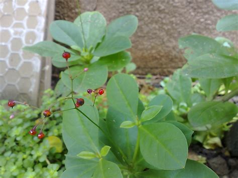 Talinum Paniculatum Introduced Eflora Of India