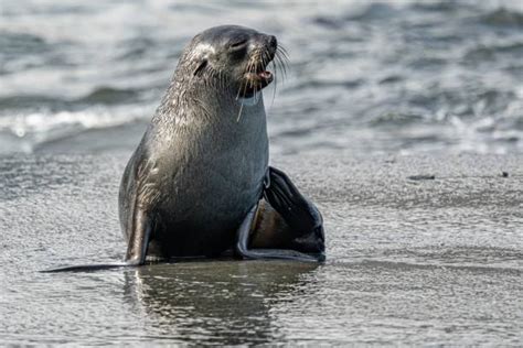 430 Seal Animal Sea Dog Nature Stock Photos Pictures And Royalty Free