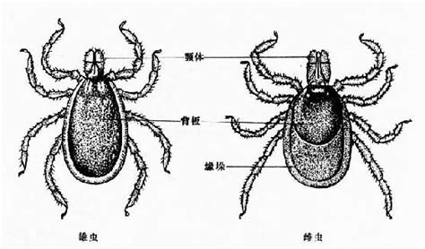 寄生蟲學 蜱 A 醫學百科