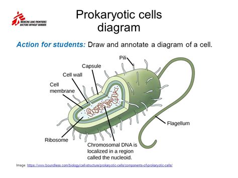 Vibrio Cholerae Diagram