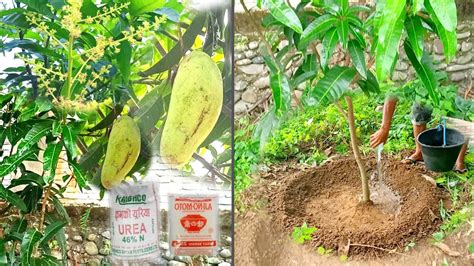 How To Use Npk Fertilizer On Fruit Plants Best Npk Fertilizer For