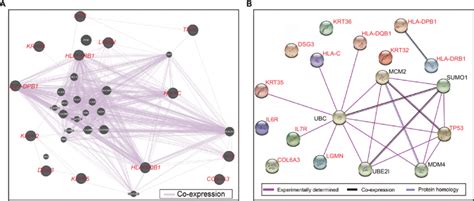 Gene Gene And Protein Protein Interaction Networks Notes A