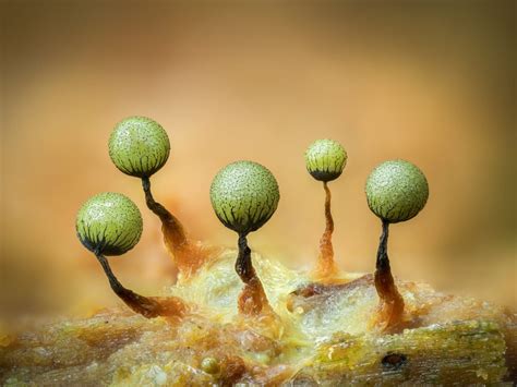 In Macro Photos Barry Webb Captures The Fleeting Otherworldly