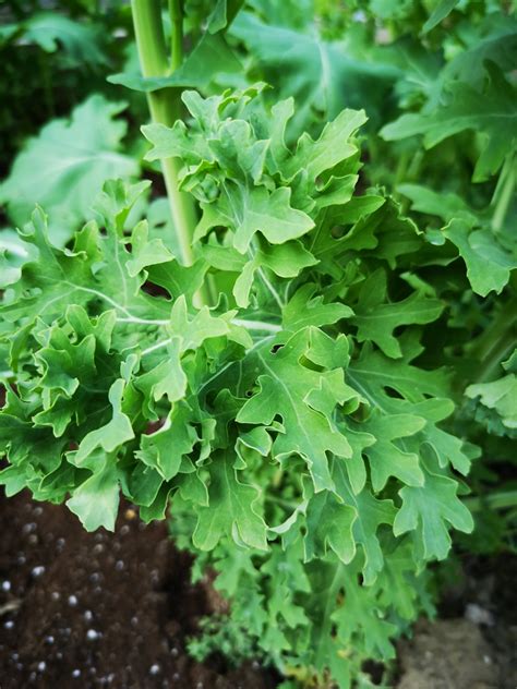 Brassica napus (Pabularia Group) (Curled Kitchen Kale, Hanover Salad, Siberian Kale) | North ...