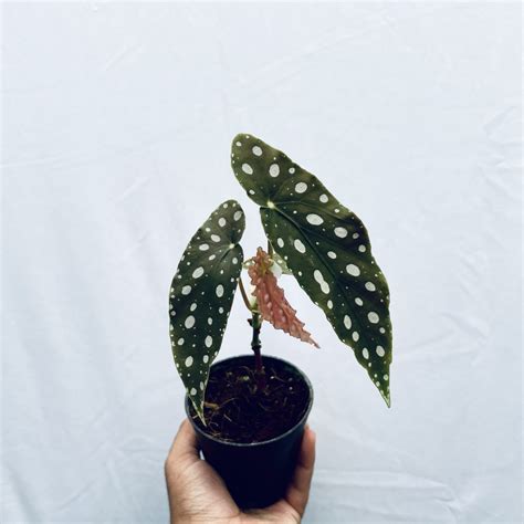 Begonia Maculata - Urban Roots