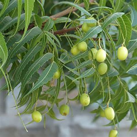 Neem Tree Seeds Azadirachta Indica 5 Seeds Etsy Canada