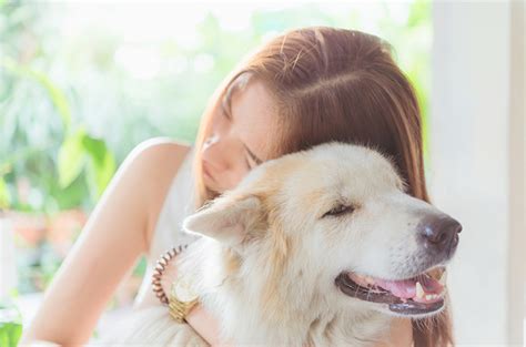 Hindari 6 Makanan Ini Untuk Diberikan Ke Anjing