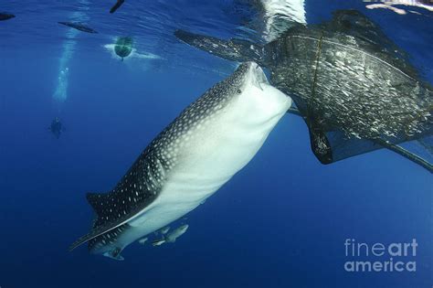 Whale Shark Feeding Under Fishing Photograph by Steve Jones