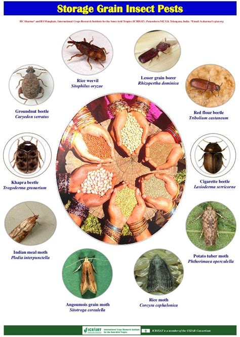 Storage Grain Insect Pests