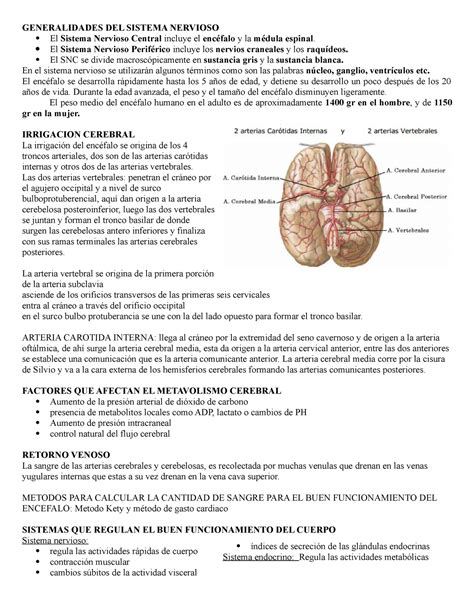 Generalidades DEL Sistema Nervioso GENERALIDADES DEL SISTEMA NERVIOSO