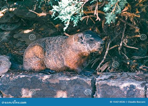 Very Cute Little Wild Woodchuck Stock Photo Image Of Creature Animal