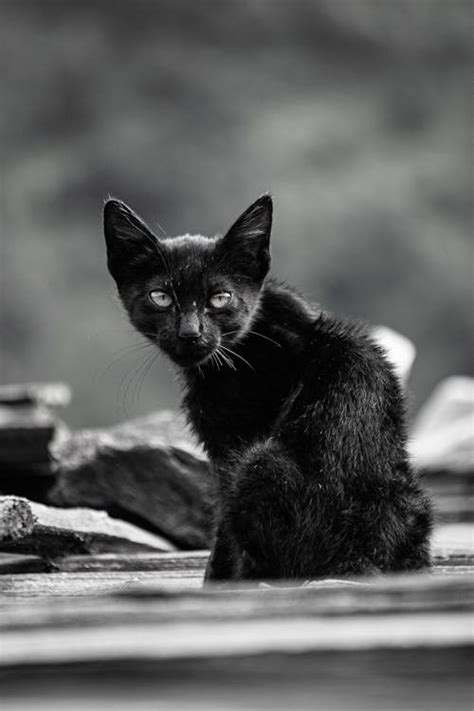 Grayscale Photo of a Cat · Free Stock Photo