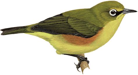 amazing birds    extinct focusing  wildlife bird