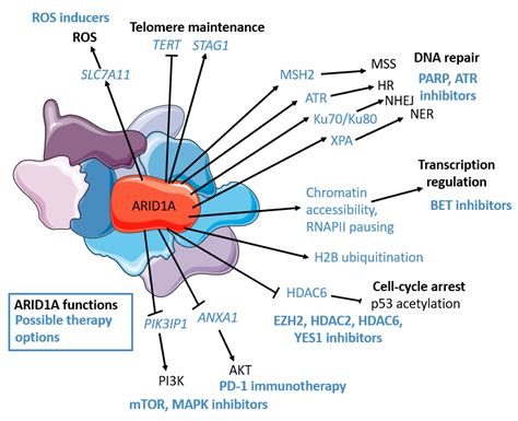 Arid1as Functions In Black Transcriptional Regulation Chromatin Download Scientific