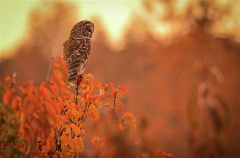 Autumn Owl Photograph By Daniel Riddle Fine Art America