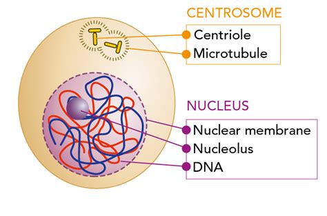 What is Mitosis? - Let's Talk Science