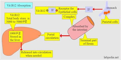 Intrinsic Factor Antibody If Ab