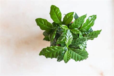 how to take care of coffee plant