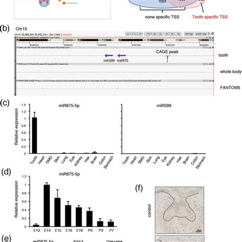 High Level Of Mir P Expression In Teeth A The Cap Structures Of