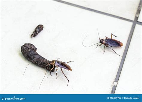 Cockroach on Pet Feces, Insect Contaminating Home and Pets, Disease ...