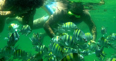 Snorkel Na Ilha Grande Angra Dos Reis RJ Brasil