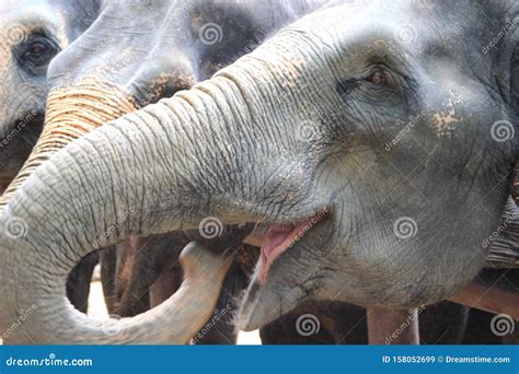 Thailand Elephant Elephants Trunk Animals Africa Smile Stock