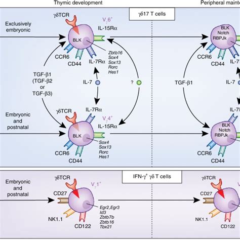 Pdf Il 17 γδ T Cells As Kick Starters Of Inflammation