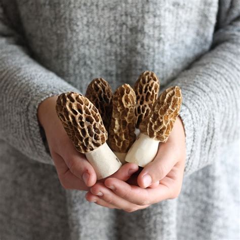 Handmade Wooden Morel Mushrooms Jk Creative Wood