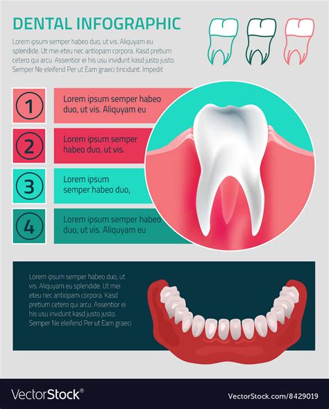 Teeth Infographic Royalty Free Vector Image VectorStock