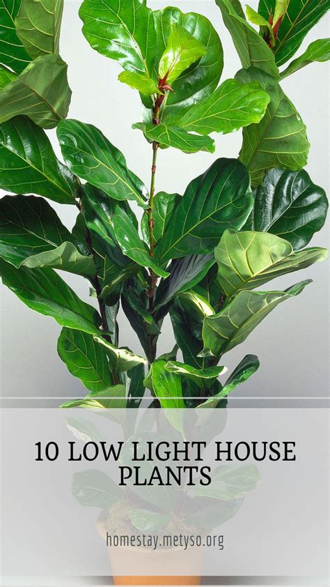 10 Low Light House Plants: An immersive guide by Samantha Leslie